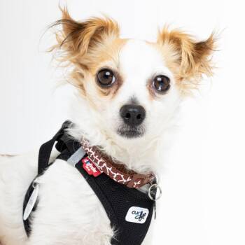 Vibe Check 14242 -  Chihuahua and Papillon Dog for Adoption in San Francisco, California - Vibe Check 14242 | PetCurious
