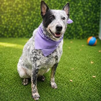 Toby -  Australian Cattle Dog Blue Heeler and Mixed Breed Dog Available for Adoption in Houston, Texas - Toby | PetCurious