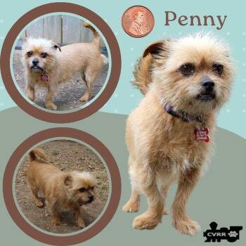Brussels Griffon and Terrier Dogs Available for Adoption in Lindsay, California - Penny | PetCurious