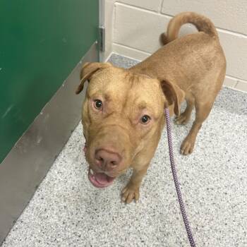 American Staffordshire Terrier Dogs Available for Adoption in Reno, Nevada - Bumi | PetCurious