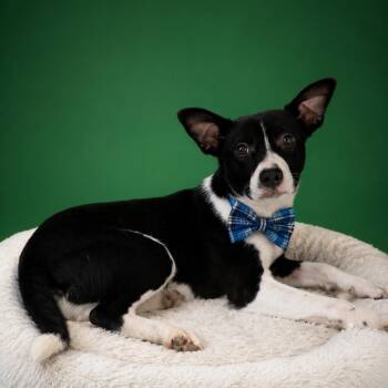 Roo -  Mixed Breed Dog for Adoption in Binghamton, New York - Roo | PetCurious