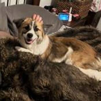 Maximus -  Mixed Breed Dog for Adoption in Asheville, North Carolina - Maximus | PetCurious