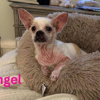 Rescue Chihuahua and Terrier Dogs for Adoption in Madisonville, Louisiana - ANGEL | PetCurious
