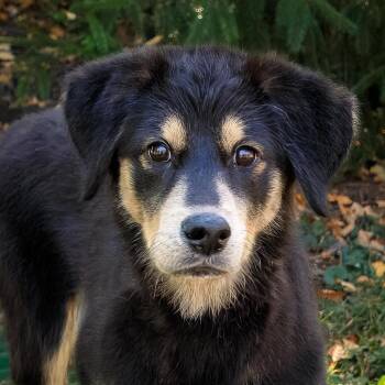 Folie -  Husky and Golden Retriever Dog for Adoption in Versailles, Kentucky - Folie | PetCurious