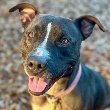 Rescue Terrier Dogs for Adoption in Decatur, Georgia - Patty Cake | PetCurious