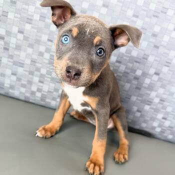 Kanga -  Mixed Breed Dog for Adoption in Las Vegas, Nevada - Kanga | PetCurious