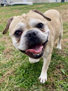 Rescue American Bulldog Dogs for Adoption in Milton, Delaware - RumRum | PetCurious