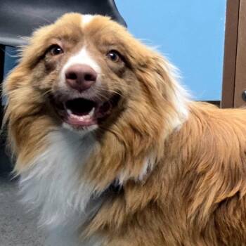 Mesa -  Australian Shepherd Dog for Adoption in Idaho Falls, Idaho - Mesa | PetCurious