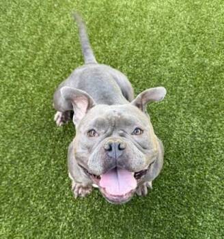 American Bulldog and Mixed Breed Dogs Available for Adoption - Charm | PetCurious