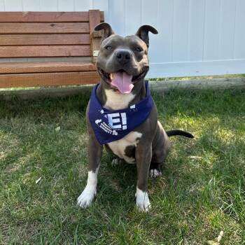 Dream -  American Staffordshire Terrier Dog for Adoption in Logan, Utah - Dream | PetCurious
