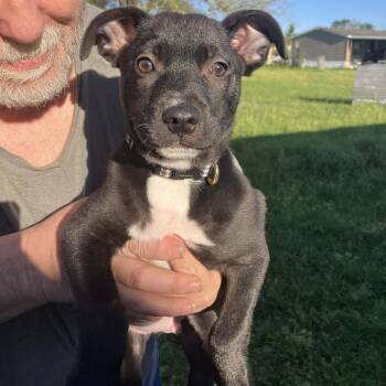 Pit Bull Terrier and Mixed Breed Dogs Available for Adoption in Blairstown, New Jersey - Shaymus | PetCurious