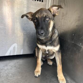 Bookie -  Belgian Shepherd Malinois and Mixed Breed Dog for Adoption in Edinburg, Texas - Bookie | PetCurious