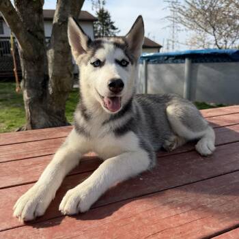 Siberian Husky Dogs Available for Adoption in Spring City, Pennsylvania - Jovie  | PetCurious