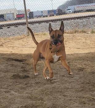 Boxer Dogs Available for Adoption - Melody | PetCurious