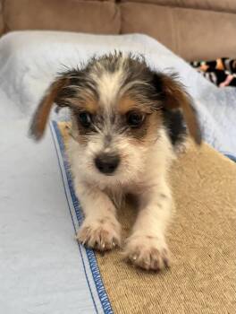 Parson Russell Terrier Dogs Available for Adoption in Phoenix, Arizona - Kiko | PetCurious