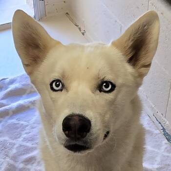 Rescue Husky Dogs for Adoption in Wickenburg, Arizona - Takoda | PetCurious