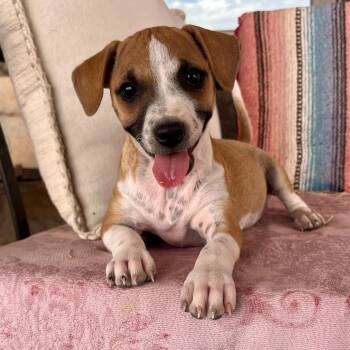 Chihuahua Dogs Available for Adoption in Marfa, Texas - Val | PetCurious