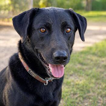 Black Labrador Retriever Dogs Available for Adoption in Brookeville, Maryland - Miss Buddy | PetCurious