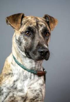 Drogo -  Mixed Breed Dog for Adoption in Terre Haute, Indiana - Drogo | PetCurious