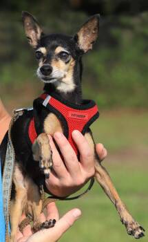 Dorothy -  Miniature Pinscher Dog for Adoption in North Fort Myers, Florida - Dorothy | PetCurious