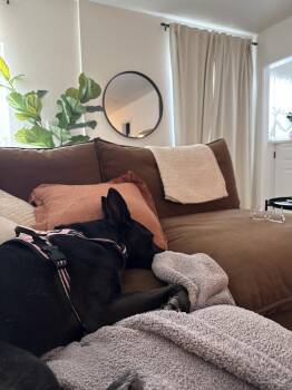Ellie -  Shepherd and Labrador Retriever Dog for Adoption in Denver, Colorado - Ellie | PetCurious