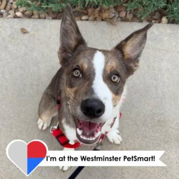 Artturi -  Border Collie and Mixed Breed Dog for Adoption in Fort Collins, Colorado - Artturi | PetCurious