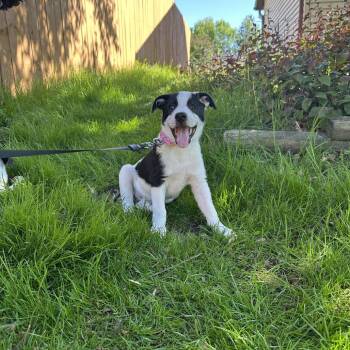 Brittany D69338 -  Border Collie and Mixed Breed Dog for Adoption in Minnetonka, Minnesota - Brittany D69338 | PetCurious