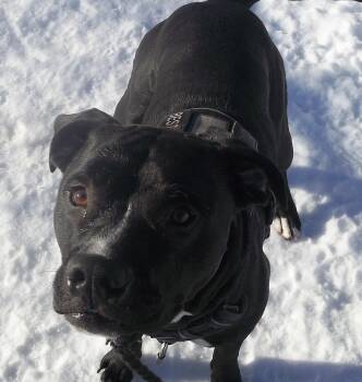 Pit Bull Terrier and Beagle Dogs Available for Adoption - TOBY | PetCurious