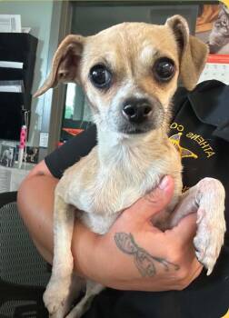 Hunny -  Chihuahua Dog for Adoption in Millfield, Ohio - Hunny | PetCurious