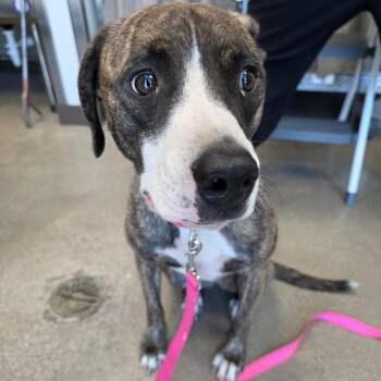 Nala (FKA- Water Litter 6-Lulu) -  Pit Bull Terrier and Collie Dog for Adoption in Sand Springs, Oklahoma - Nala (FKA- Water Litter 6-Lulu) | PetCurious