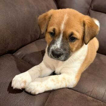 Coco -  Cattle Dog and Mixed Breed Dog for Adoption in Olathe, Kansas - Coco | PetCurious