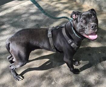 Pit Bull Terrier Dogs Available for Adoption in Lawrenceville, Georgia - Pen 163 Fernando | PetCurious