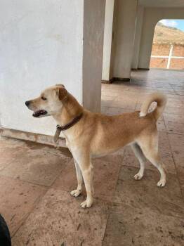 Labrador Retriever Dogs Available for Adoption in Gig Harbor, Washington - Freddy | PetCurious