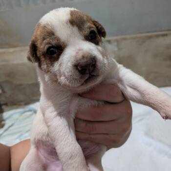 Mixed Breed Dogs Available for Adoption in Leander, Texas - Willie Nelson | PetCurious