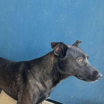 Gus -  Labrador Retriever Dog for Adoption in Kingman, Arizona - Gus | PetCurious