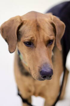 Rescue Hound Dogs for Adoption in Webster, Wisconsin - Maverick | PetCurious
