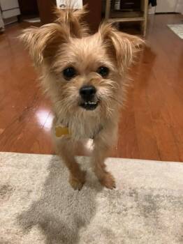 Harry -  Terrier Dog for Adoption in Mundelein, Illinois - Harry | PetCurious