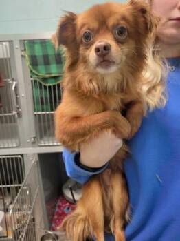 Copper -  Chihuahua and Mixed Breed Dog for Adoption in Fishers, Indiana - Copper | PetCurious