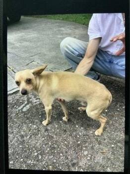 Chihuahua Dogs Available for Adoption in New York, New York - Mason (GA) | PetCurious