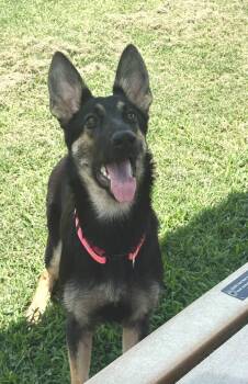 Zoey -  German Shepherd Dog Dog for Adoption in Lucas, Texas - Zoey | PetCurious