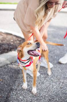 Mason -  Hound Dog for Adoption in Tampa, Florida - Mason | PetCurious