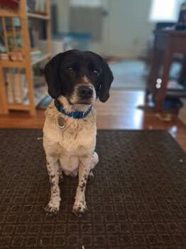 Rescue Beagle and Border Collie Dogs for Adoption in Barton, Vermont - Cow | PetCurious