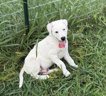 Beetle (m) -  Pit Bull Terrier Dog for Adoption in Nashville, Tennessee - Beetle (m) | PetCurious