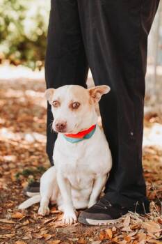 Terrier and Mixed Breed Dogs Available for Adoption in North Charleston, South Carolina - 91962a Mudflap | PetCurious