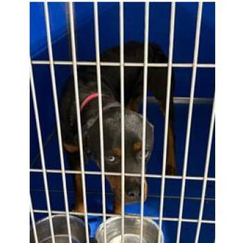 Rottweiler Dogs Available for Adoption in Franklin, North Carolina - Willy | PetCurious