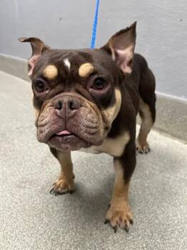 MARISOL -  American Bulldog and French Bulldog Dog for Adoption in Las Vegas, Nevada - MARISOL | PetCurious
