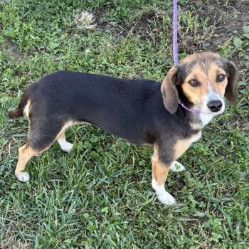 Beanie Baby 2026 -  Dachshund and Beagle Dog for Adoption in Cincinnati, Ohio - Beanie Baby 2026 | PetCurious