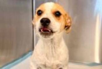 Bandit -  Mixed Breed Dog for Adoption in West Chester, Pennsylvania - Bandit | PetCurious