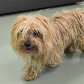 Yorkshire Terrier Dogs Available for Adoption in Lyndhurst, Virginia - SVAS-Stray-38478 | PetCurious