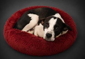 Lillith -  Pointer and Shepherd Dog for Adoption in Bowling Green, Kentucky - Lillith | PetCurious